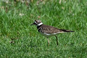 Killdeer, 2025-05016869 River Bend Farm, MA